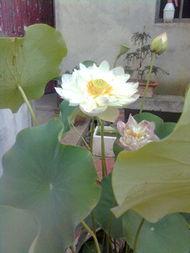 婆婆花图片,绽放的温馨与和谐